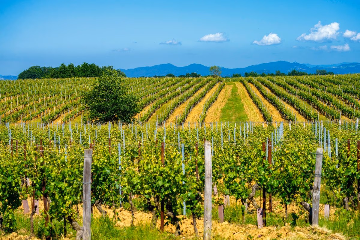 Vino, olio e storia