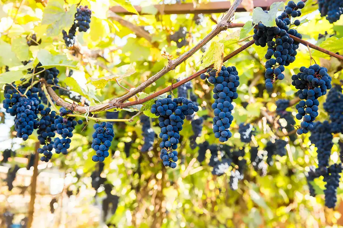 Pinot Nero: tutta l'eleganza dell'"enfant terrible" del vino