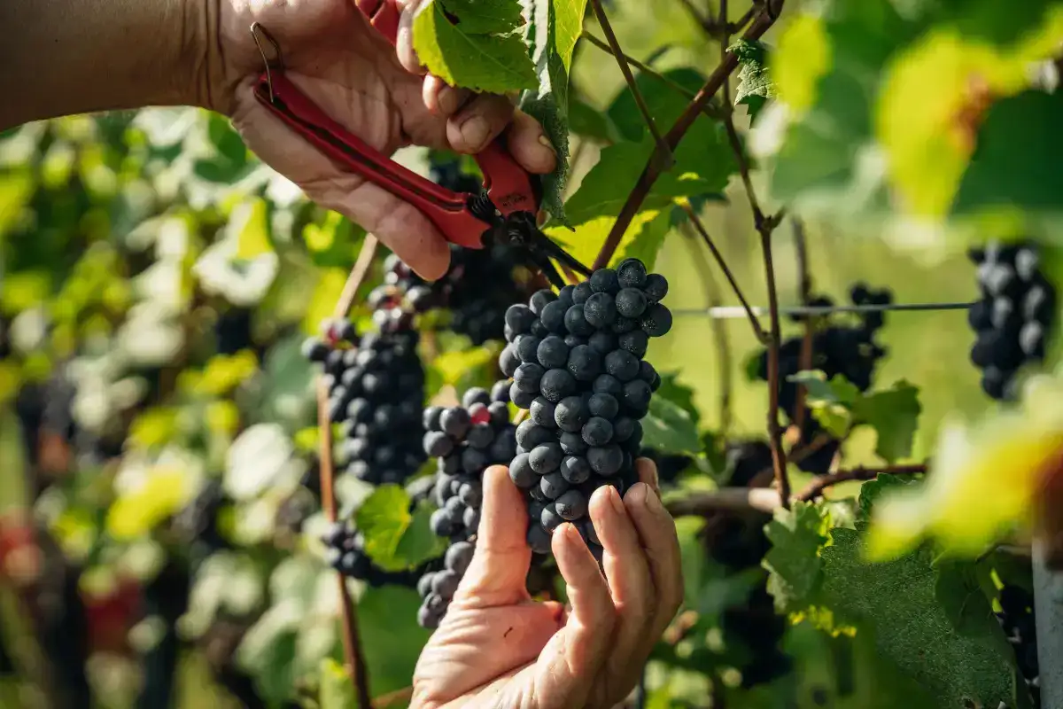 Mori Colli Zugna, la cantina sotto terra dove il vino nasce “per caduta”